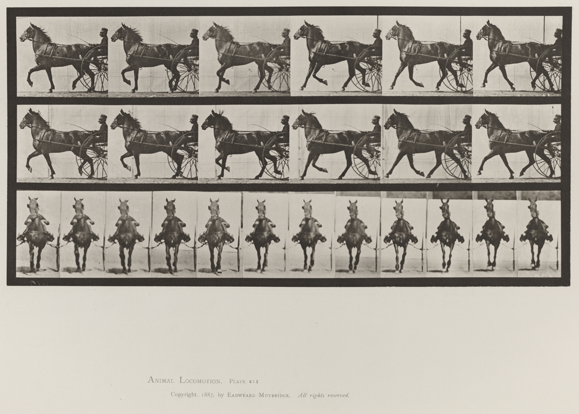 Animal Locomotion, Volume IX, Horses. Plate 612