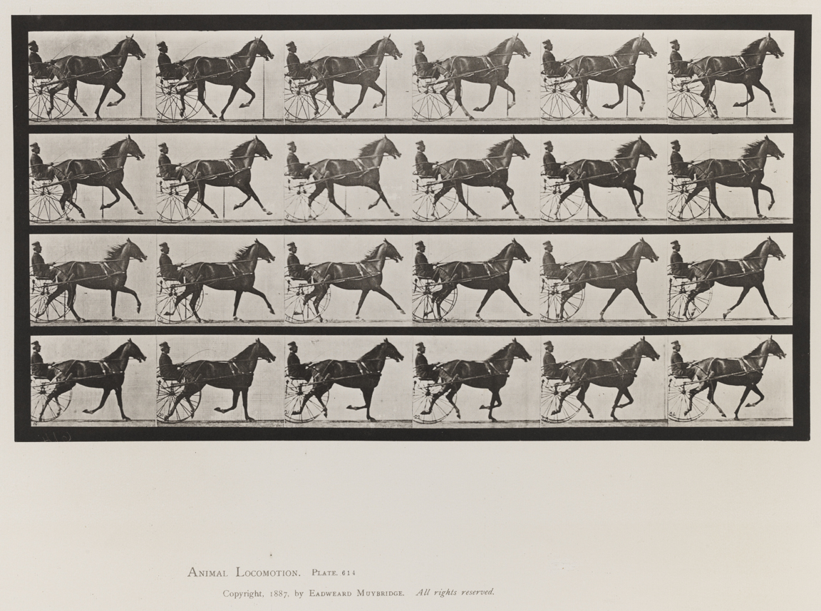 Animal Locomotion, Volume IX, Horses. Plate 614