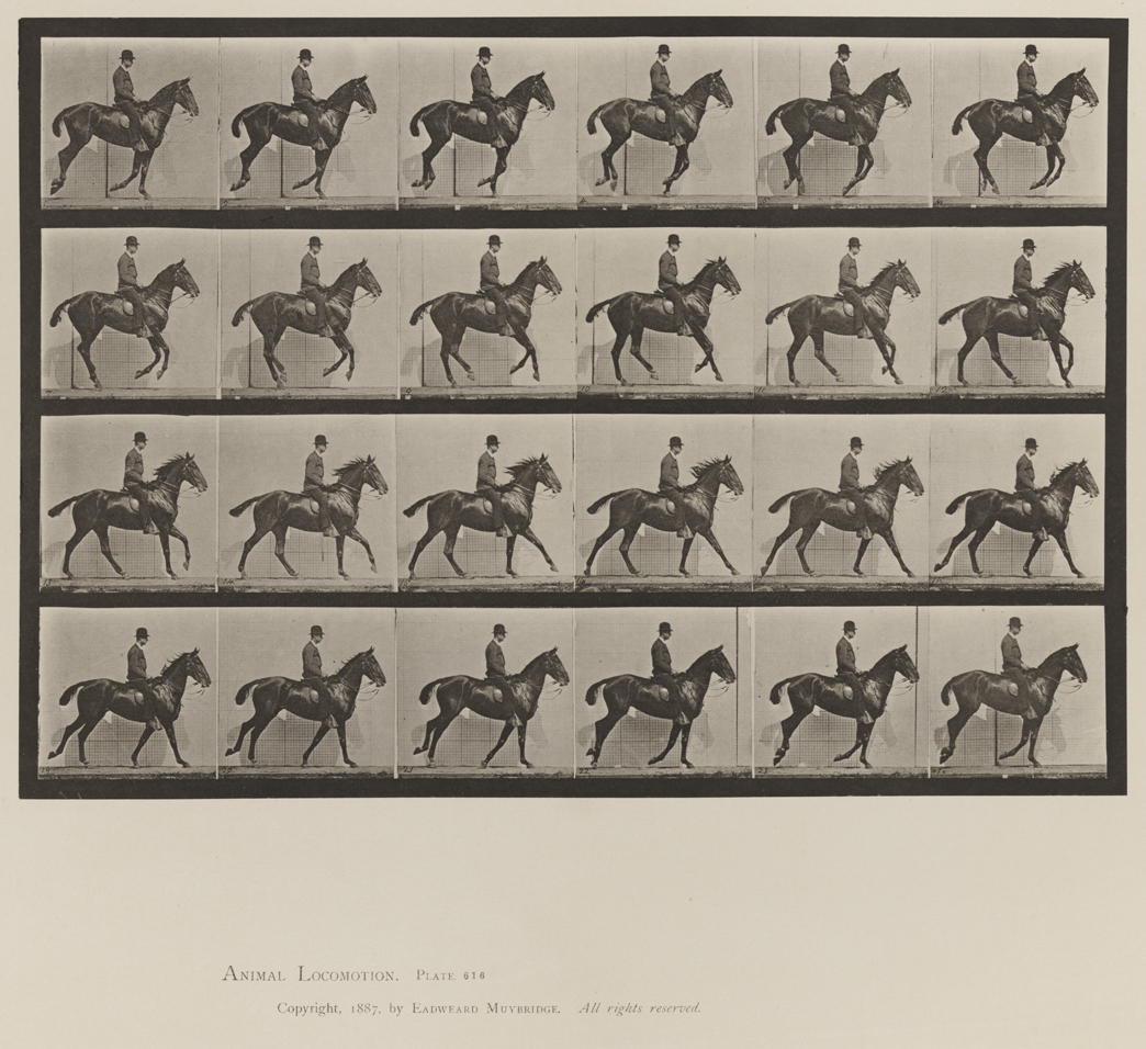 Animal Locomotion, Volume IX, Horses. Plate 616