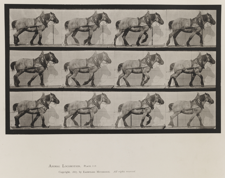 Animal Locomotion, Volume IX, Horses. Plate 565
