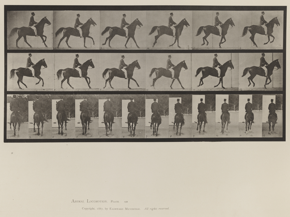 Animal Locomotion, Volume IX, Horses. Plate 619