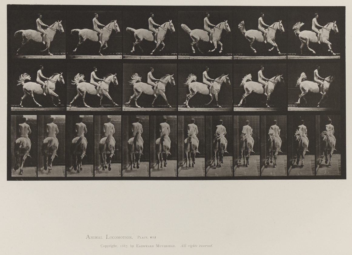 Animal Locomotion, Volume IX, Horses. Plate 622