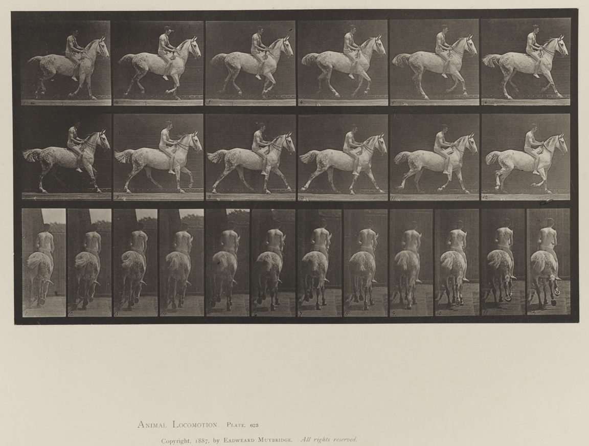 Animal Locomotion, Volume IX, Horses. Plate 623