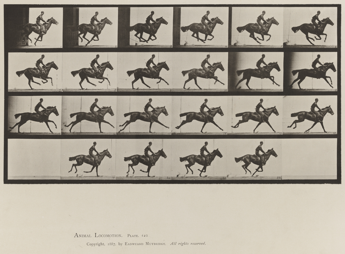 Animal Locomotion, Volume IX, Horses. Plate 625