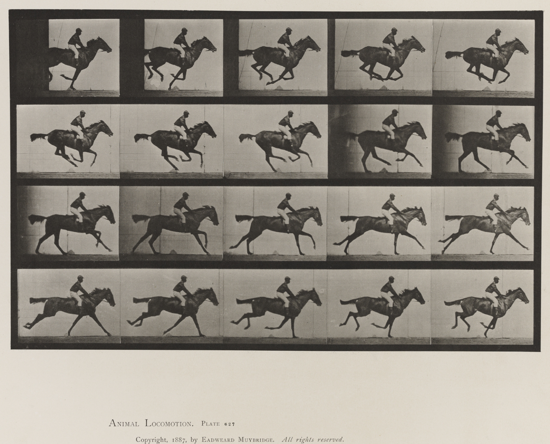 Animal Locomotion, Volume IX, Horses. Plate 627