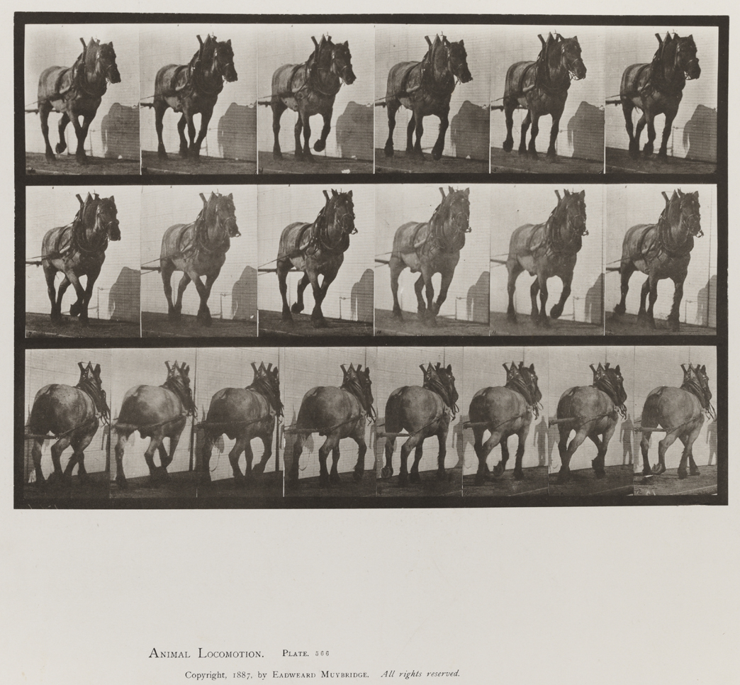 Animal Locomotion, Volume IX, Horses. Plate 566