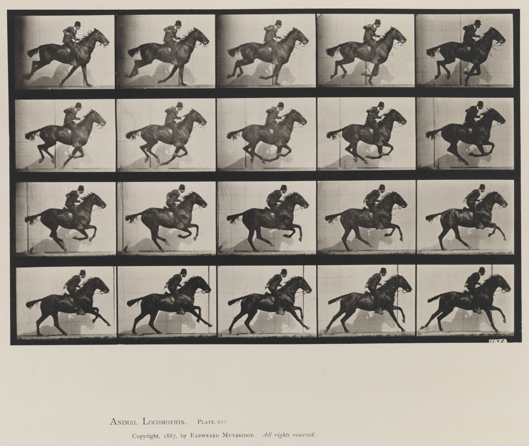 Animal Locomotion, Volume IX, Horses. Plate 628
