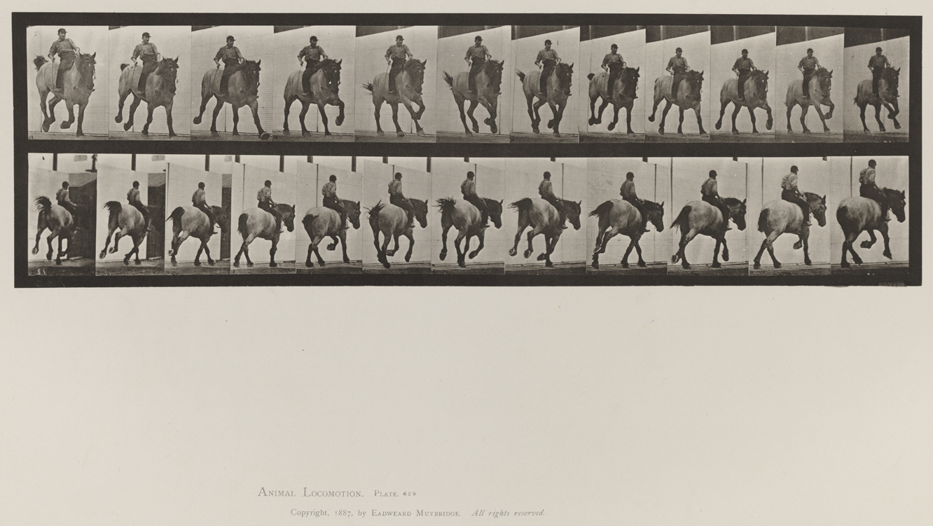 Animal Locomotion, Volume IX, Horses. Plate 629