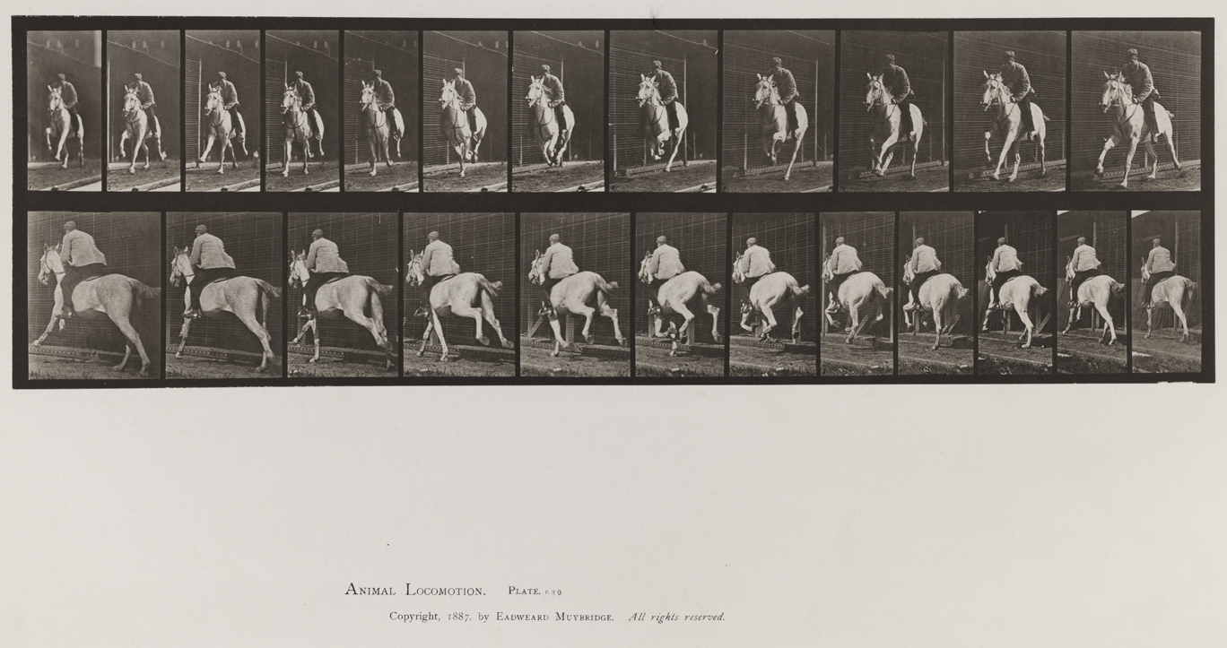 Animal Locomotion, Volume IX, Horses. Plate 630