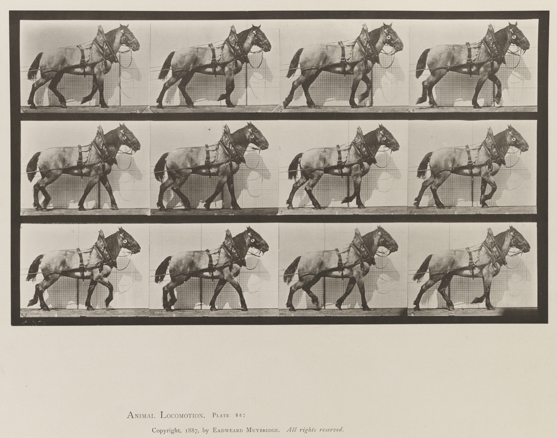 Animal Locomotion, Volume IX, Horses. Plate 567