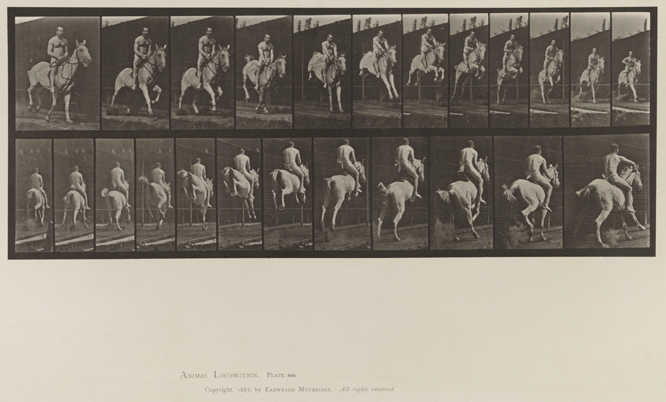 Animal Locomotion, Volume IX, Horses. Plate 646