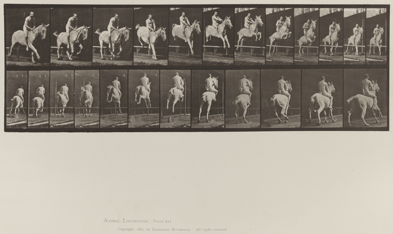Animal Locomotion, Volume IX, Horses. Plate 647