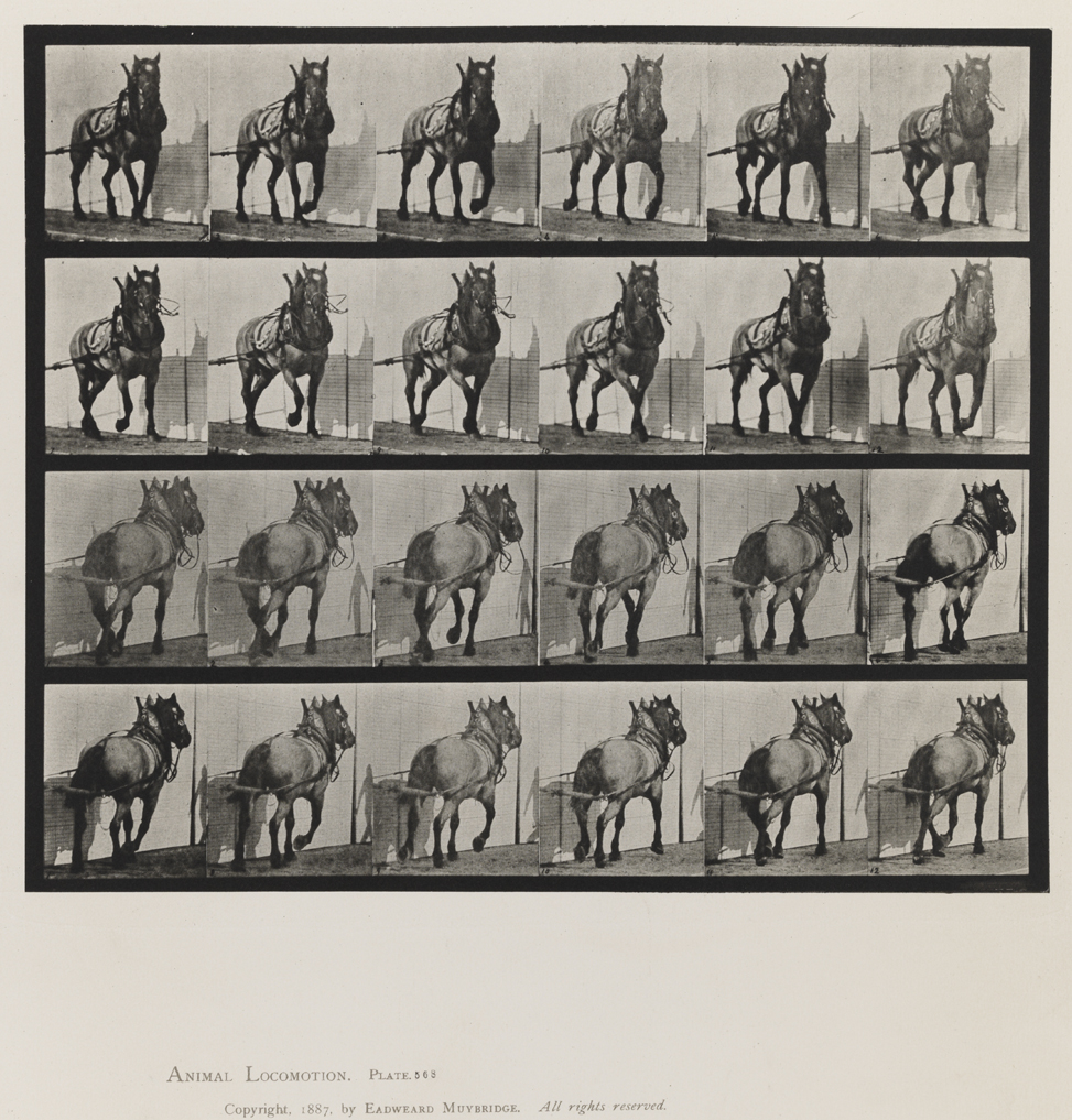 Animal Locomotion, Volume IX, Horses. Plate 568