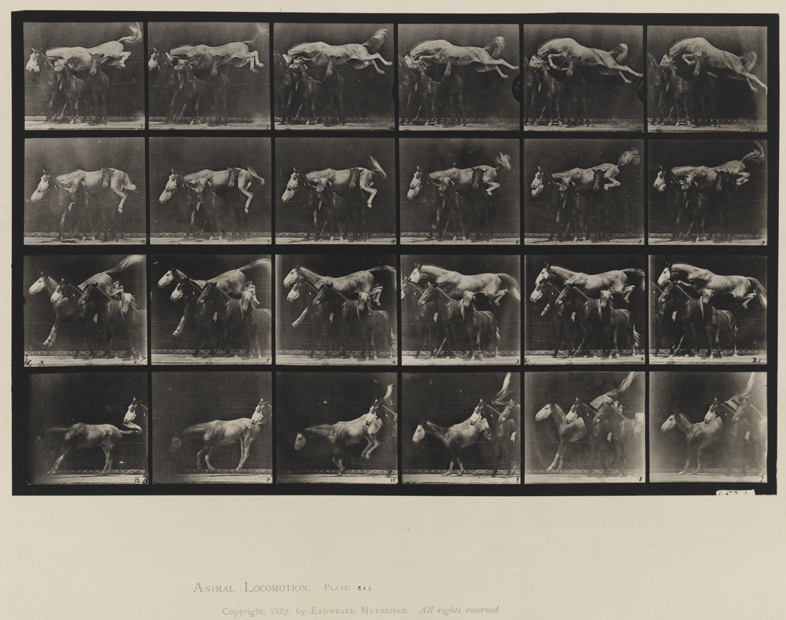 Animal Locomotion, Volume IX, Horses. Plate 648