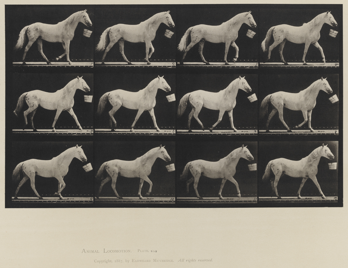Animal Locomotion, Volume IX, Horses. Plate 650