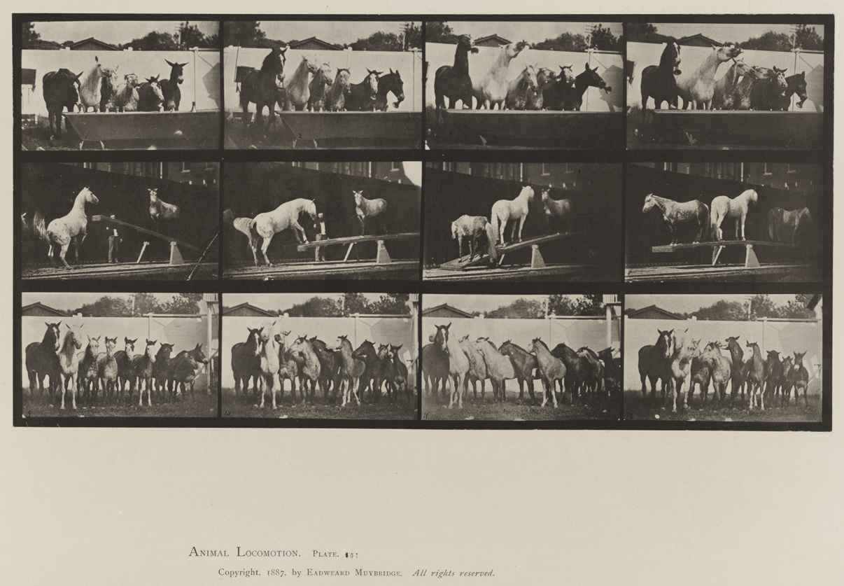 Animal Locomotion, Volume IX, Horses. Plate 651