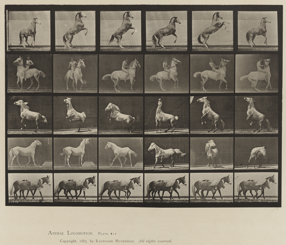 Animal Locomotion, Volume IX, Horses. Plate 652