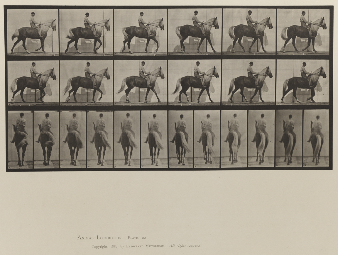 Animal Locomotion, Volume IX, Horses. Plate 653