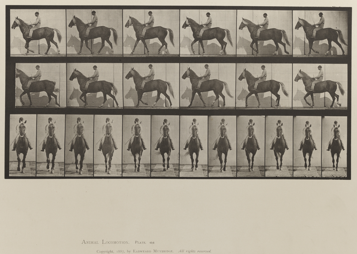 Animal Locomotion, Volume IX, Horses. Plate 654