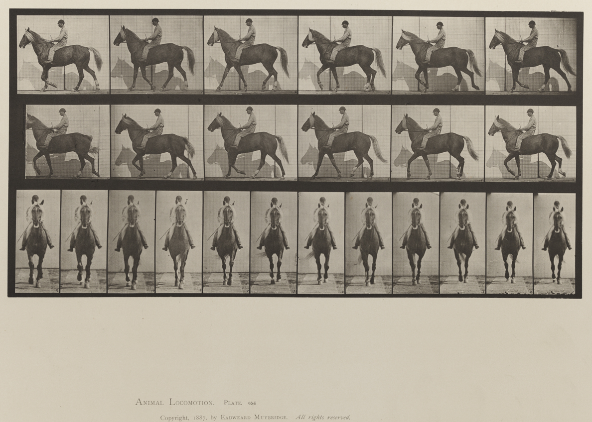 Animal Locomotion, Volume IX, Horses. Plate 654
