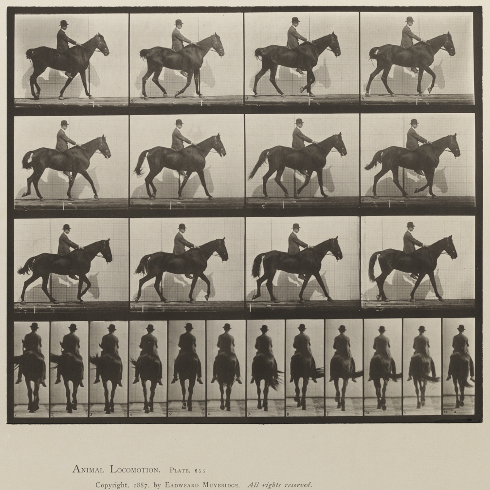 Animal Locomotion, Volume IX, Horses. Plate 655