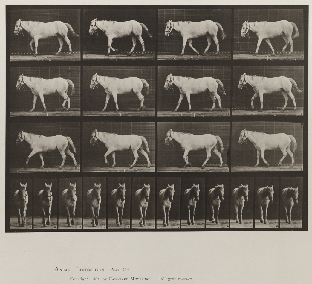 Animal Locomotion, Volume IX, Horses. Plate 656