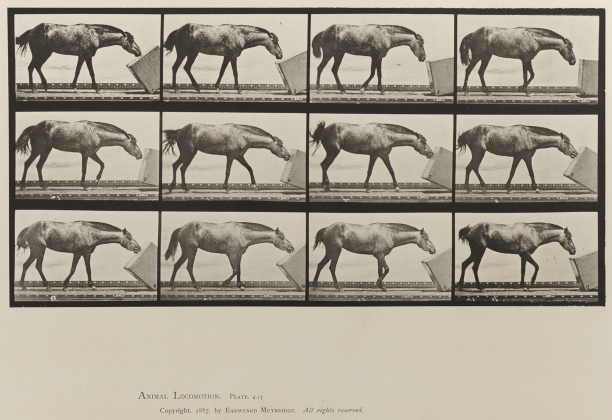 Animal Locomotion, Volume IX, Horses. Plate 657