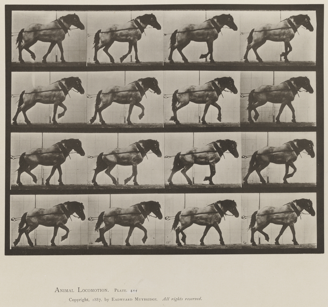 Animal Locomotion, Volume IX, Horses. Plate 569