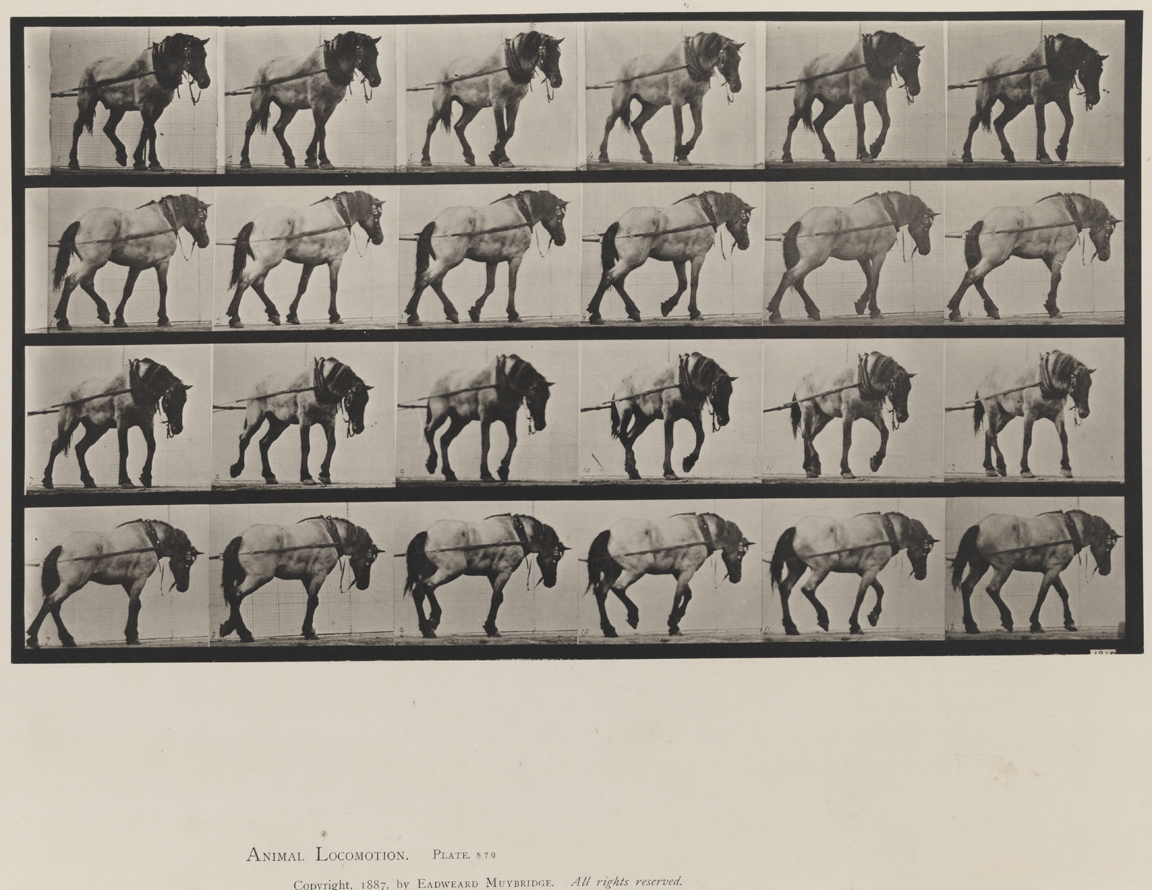 Animal Locomotion, Volume IX, Horses. Plate 570