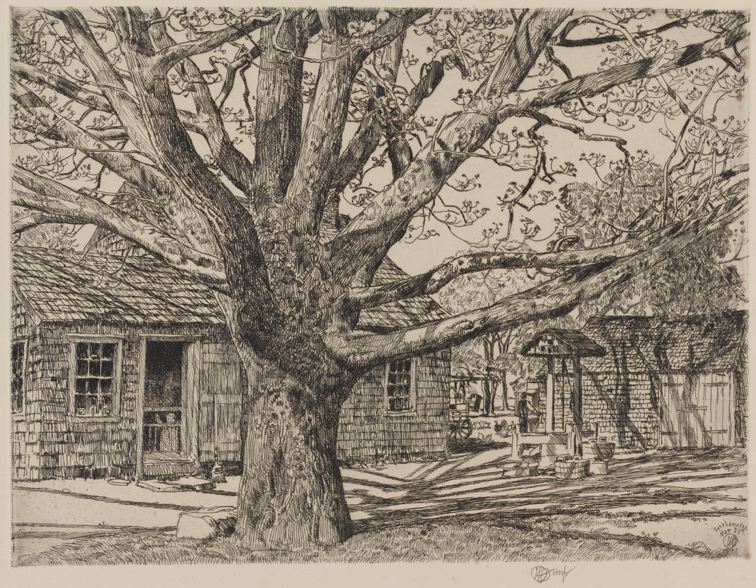 Oak and Old House in Spring, Easthampton