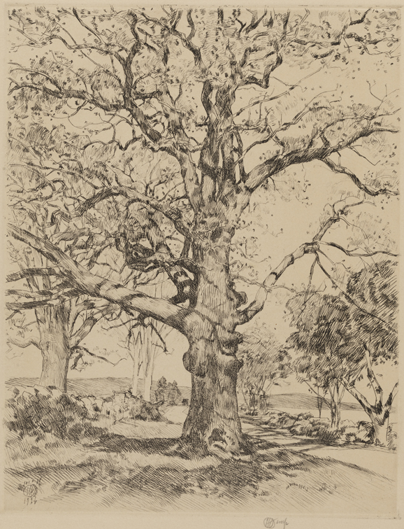 Wayside Inn - Oaks in Spring