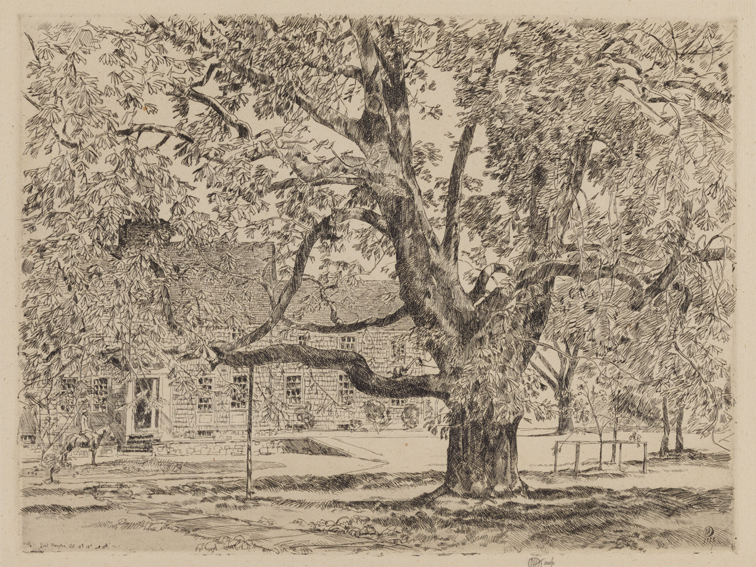 Big Horse Chestnut Tree, Easthampton