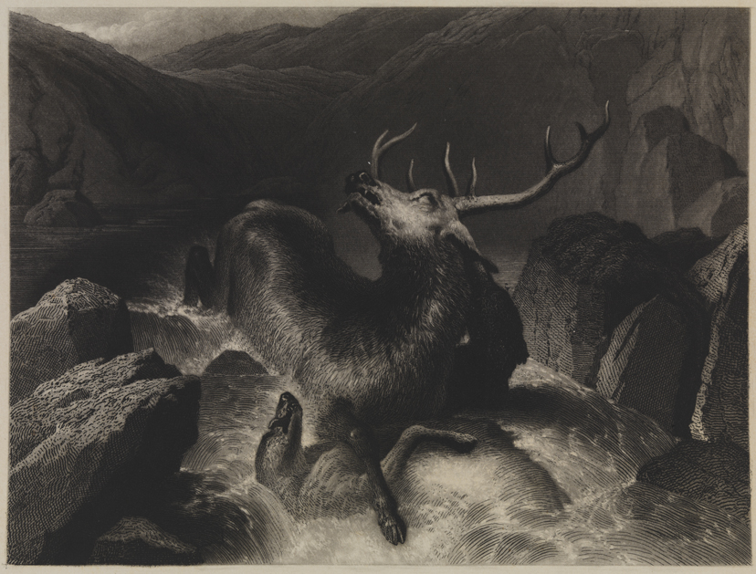 [Elk and (?) fighting in stream]
