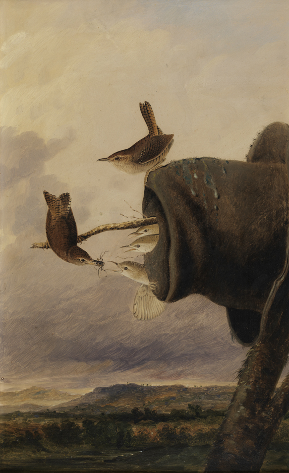 The House Wren  (commissioned by John James Audubon, after his watercolor)