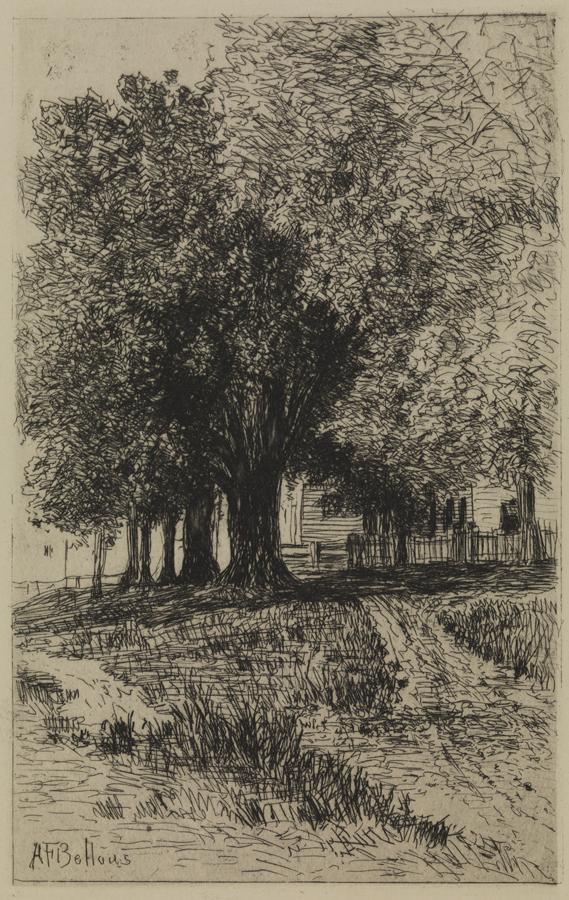 [Old trees at Hartford]