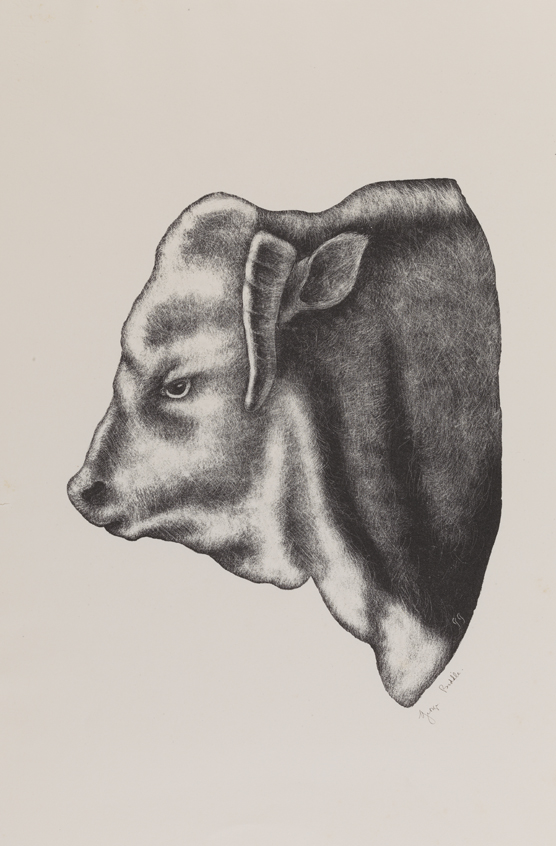 Agamemnon, Hereford Thoroughbred