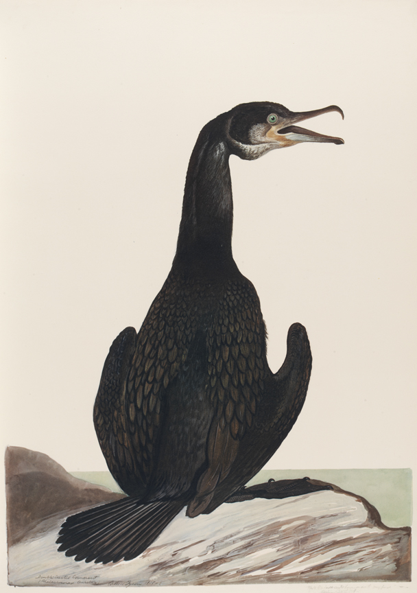 Double-Crested Cormorant (Phalacrocorax Auritus)