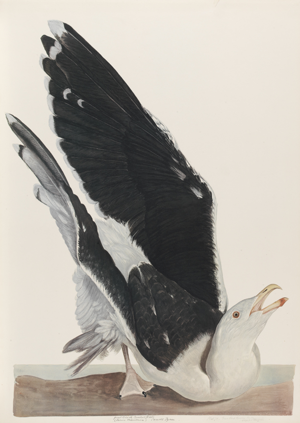 Great Black Backed Gull (Larus Marinus)
