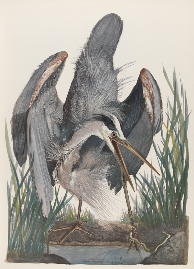 Great Blue Heron (Ardea Herodias)