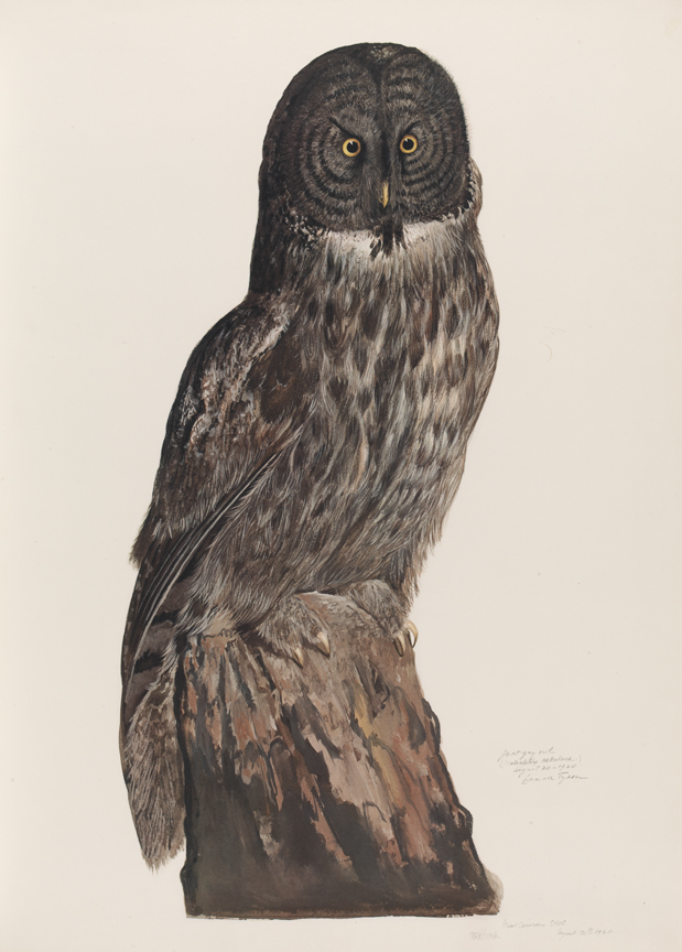 Great Grey Owl (Scoliaptex Nebulosa)