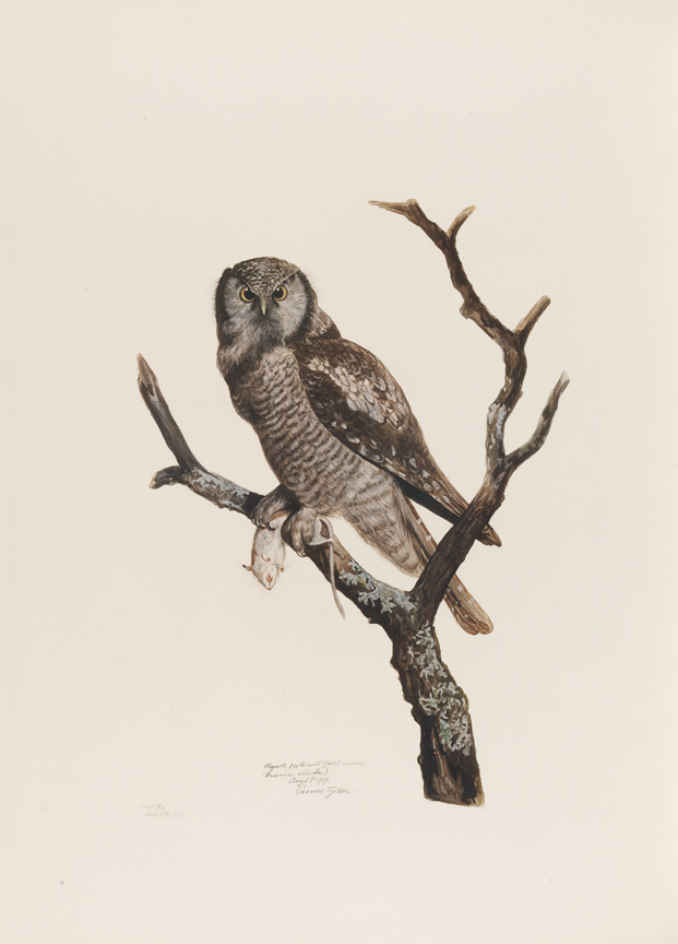 Hawk Owl with Field Mouse (Surnia Ulula)