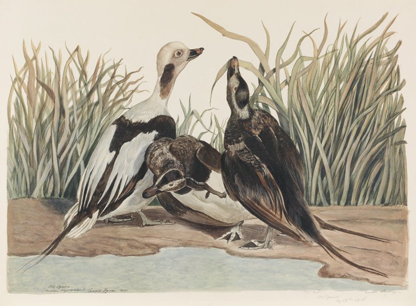 Old Squaw (Harelda Hyemalis)