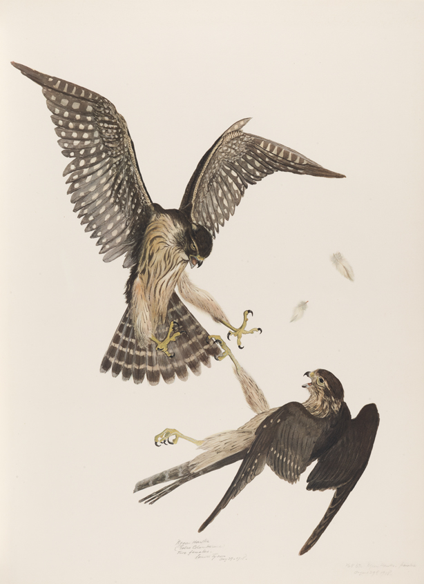 Pigeon Hawks (Falco Columbarius) Two Females