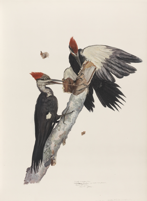 Pileated Woodpecker (Ceophloeus Lineatur) No. 1 male, No. 2 female