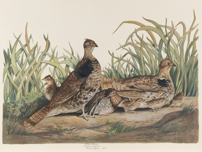 Ruffed Grouse (Bonasa Umbellus)