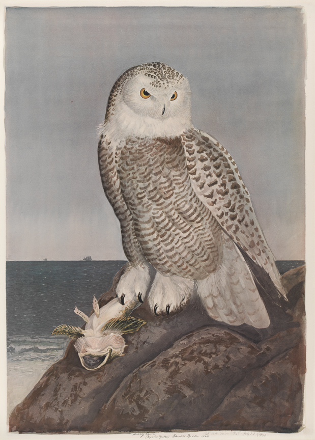 Snowy Owl (Nyctea Nyctea)