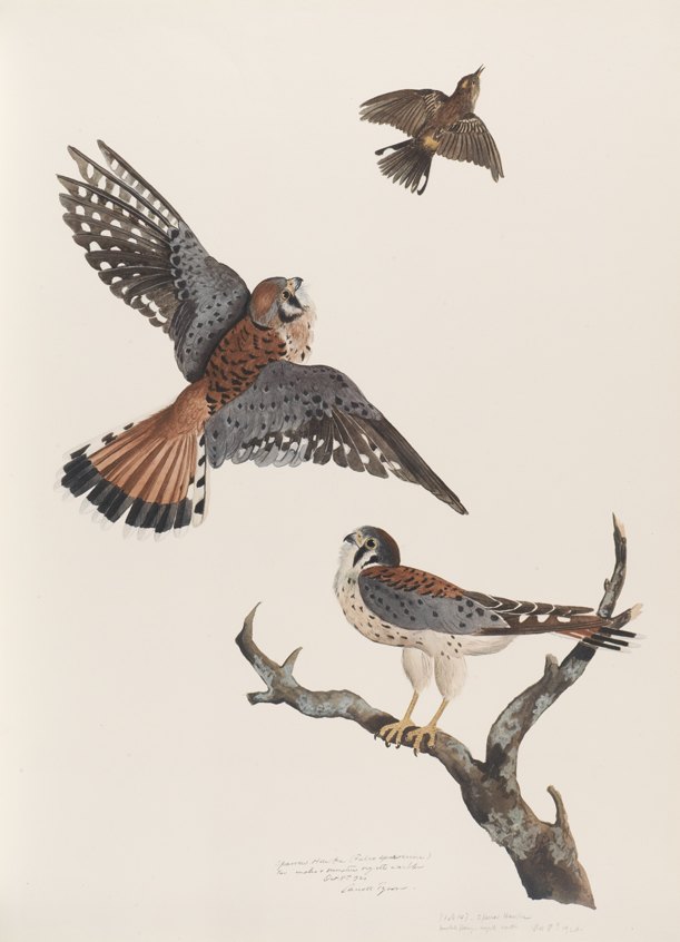 Sparrow Hawks (Falco Sparverius). Two males and immature myrtle warbler