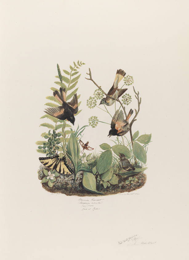 American Redstart (Setophaga Ruticilla)