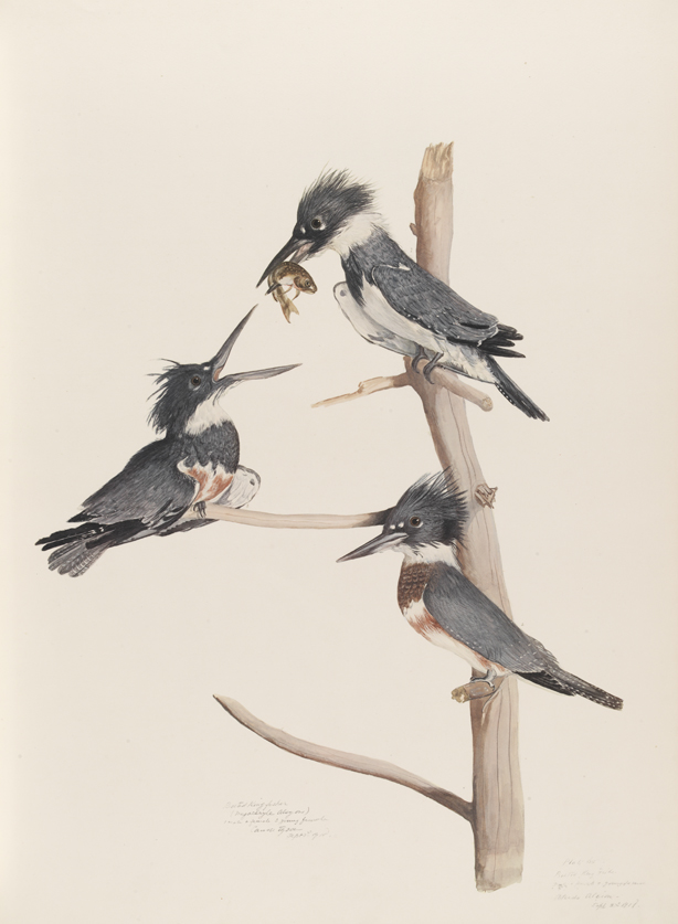 Belted Kingfisher (Megaceryle Alcyon) 1 male, 2 female, 3 young female