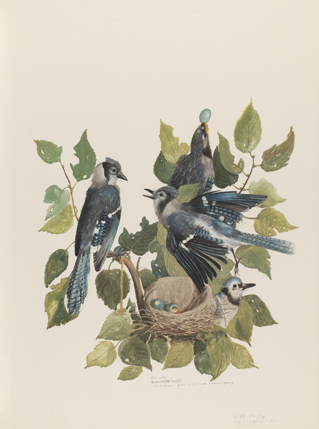 Blue Jay (Cyanocitta Cristata) 1 male, 2 female, 3 young.
